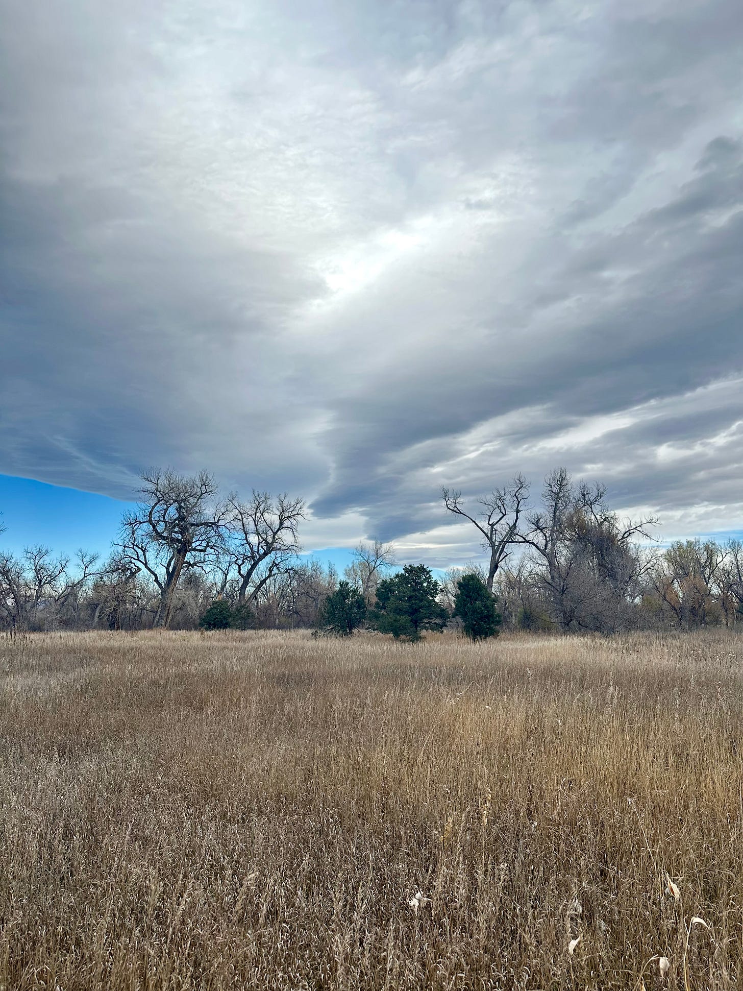 Cottonwood trees in a field of tall grass with a gray sky.