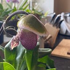 Capsule — Paphiopedilum ‘Pinocchio’