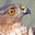 Hawks Perch's avatar