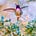 The Hummingbird Diaries