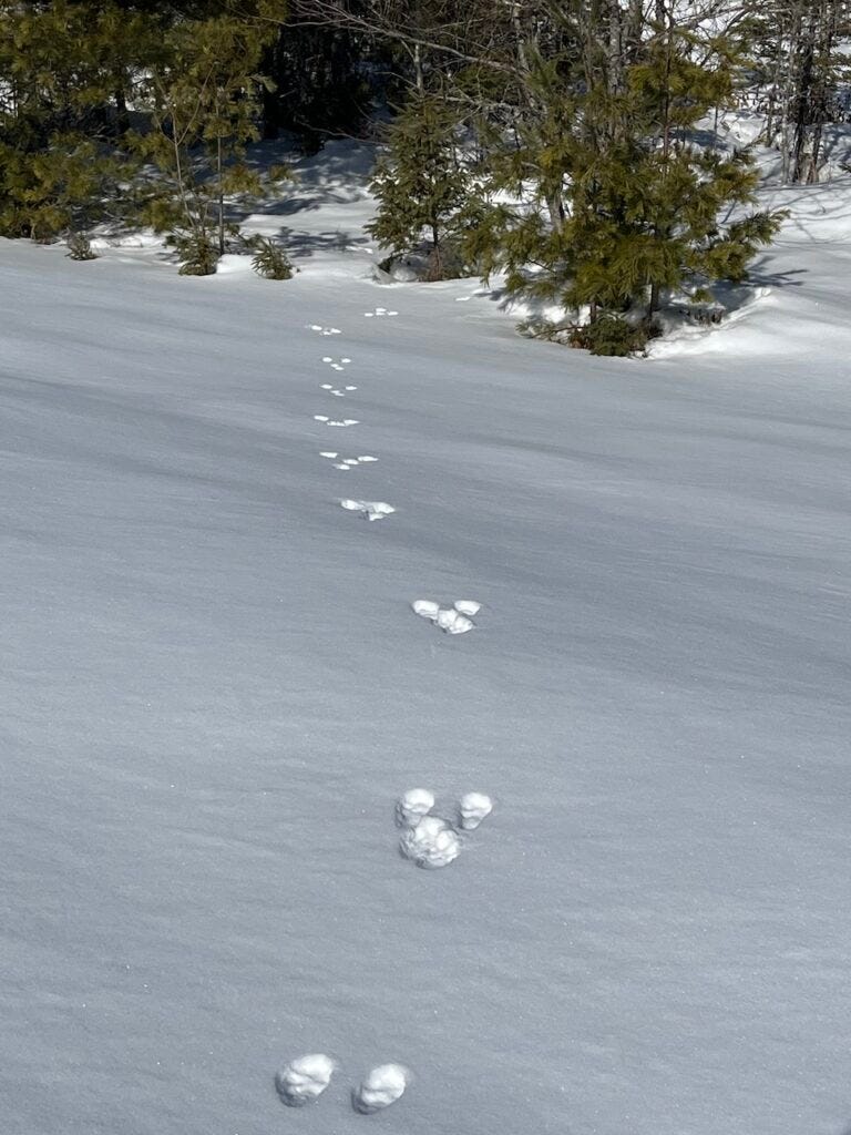 Single line of large, well?spaced coyote?like tracks crosses an open, sunlit snowfield toward a cluster of small evergreens at the forest edge.