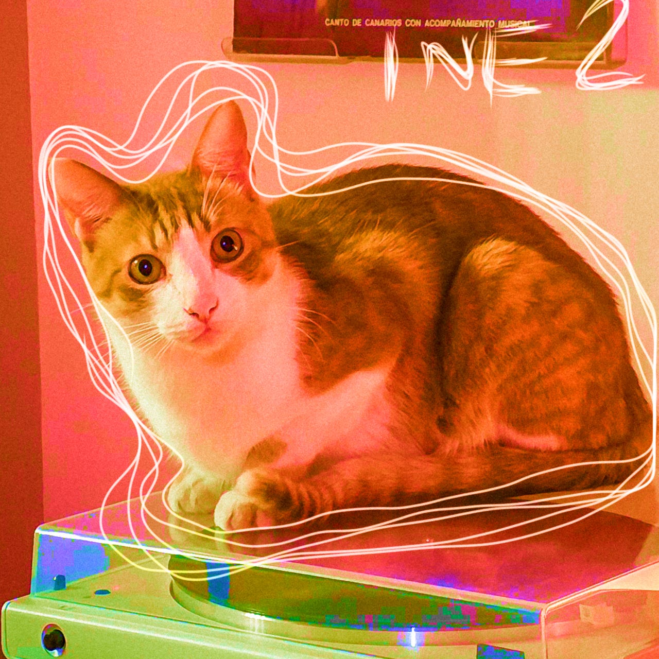 Miaugazine