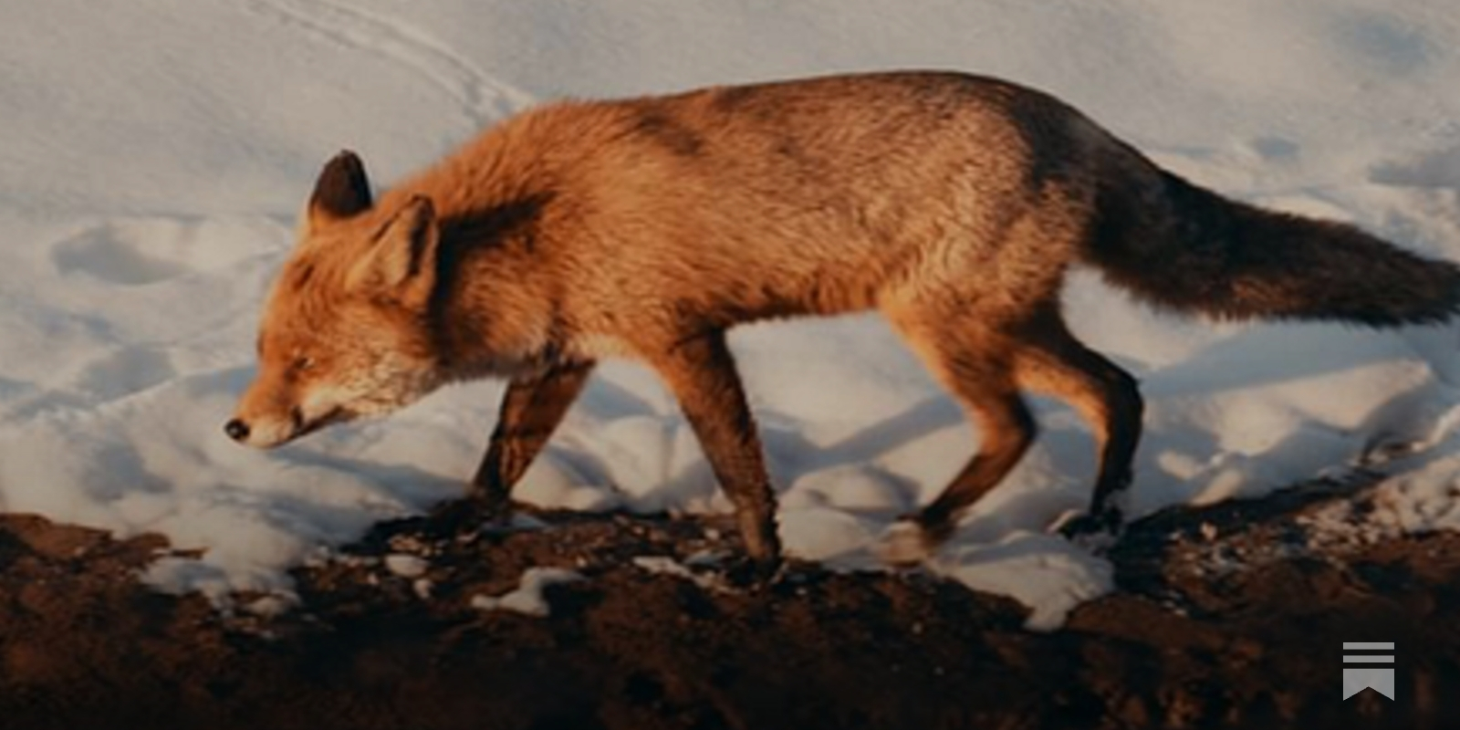 Reintroducing United by Nature - by Phillip Levin