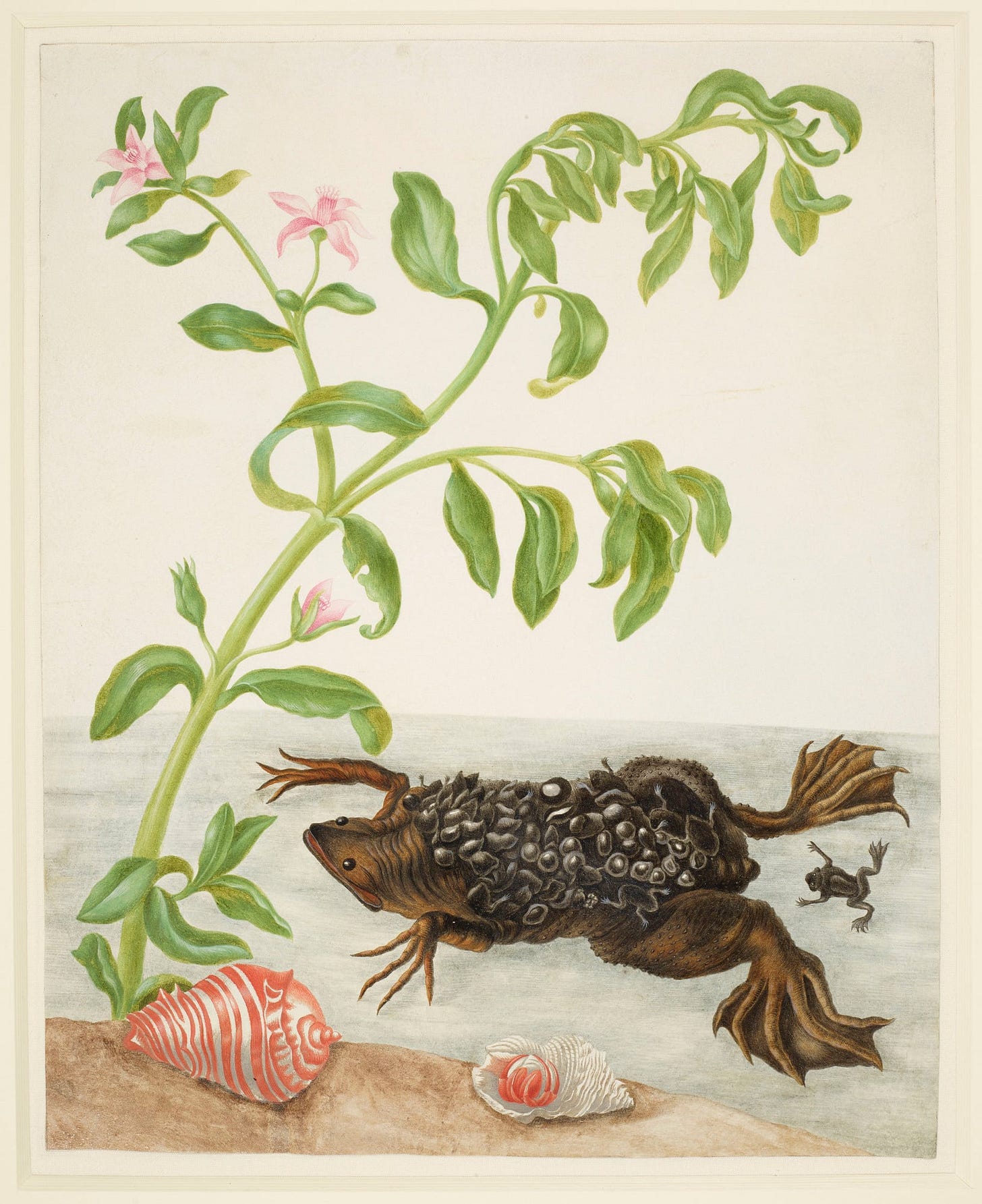 Maria Sibylla Merian, a flat Suriname toad with eggs set into its back at the foot of a flowering seaside plant Maria Sibylla Merian, a flat Suriname toad with eggs set into its back at the foot of a flowering seaside plant