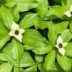 Climate Hope Together