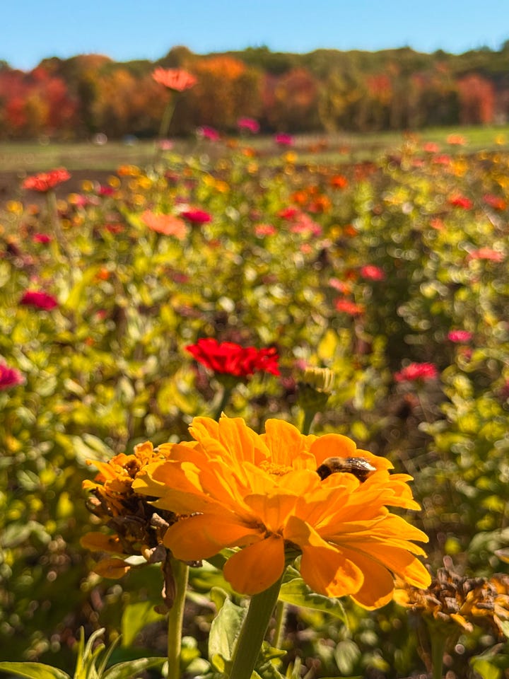 zinnia field, walden pond, sandwich, caramel apple