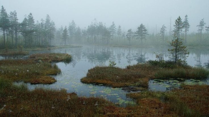 This may contain: foggy swampy area with trees and plants in the foreground