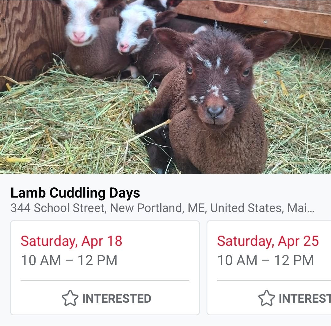 lamb cuddling lamb cuddling