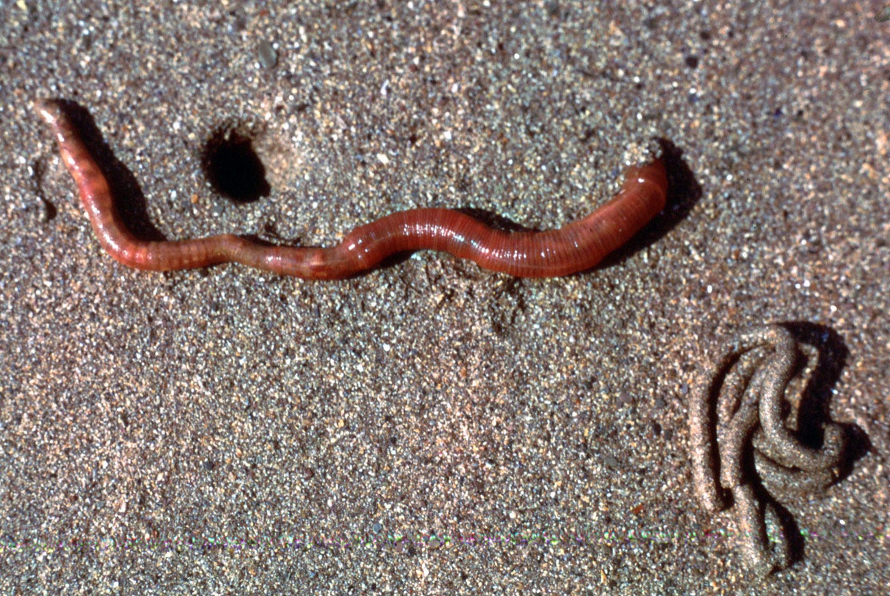 L'arenicola: il vermetto che col suo sangue ci salverà - Scienzaveneto.it