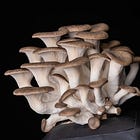 How Growing Mushrooms can Help Heal