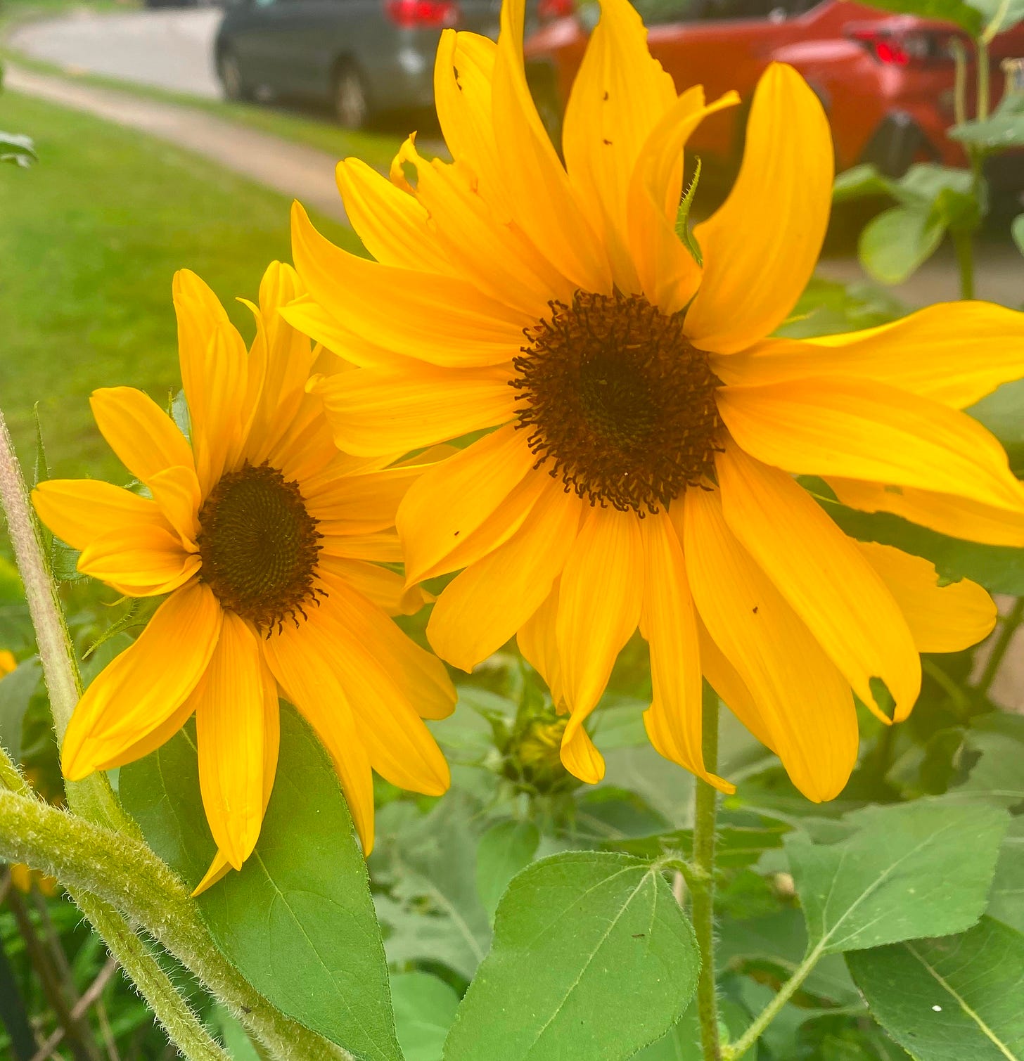 two bright yellow sunflowers
