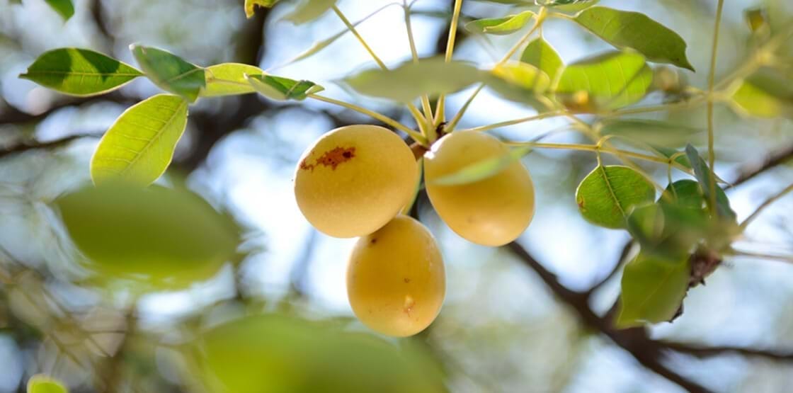 Marunda Tree The Marula Tree - by Claire Dinhut - CondimentClaire