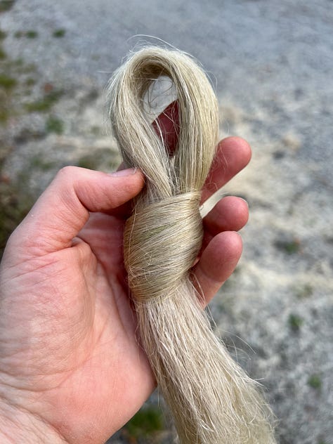 Images of different stages of flax – seed, sprouts, flowers, capsules, harvest, processed fiber and yarn.