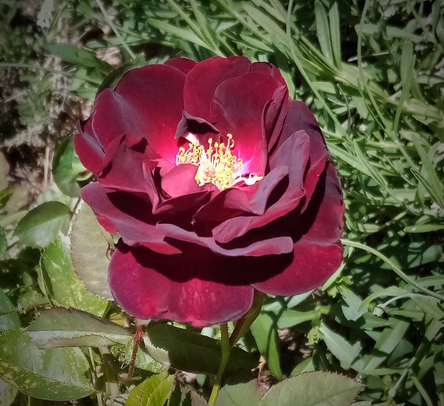 Dark red rose