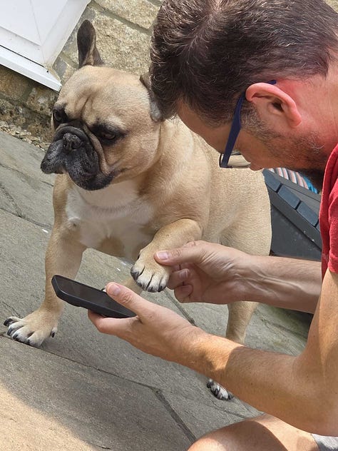 A selection of images from the last week of Leffe my pet Frenchie and Wingman