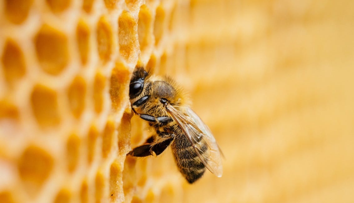 La cire devient un risque sanitaire pour les abeilles