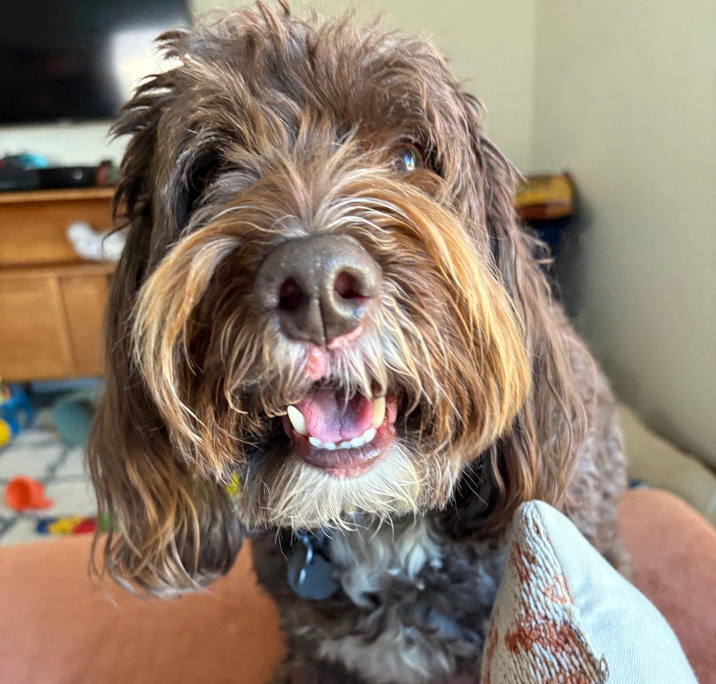 photo of franklin the chocolate doodle missing some hair on his lip