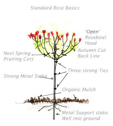 Growing Standard Roses: The Key to Pruning