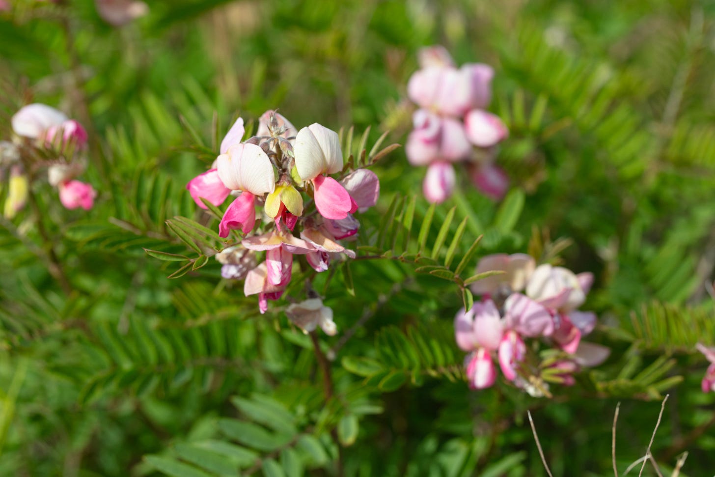 A close-up of just a few goat's rue flowers, with ferny leaves and bunches of two-toned pale yellow and hot pink flowers