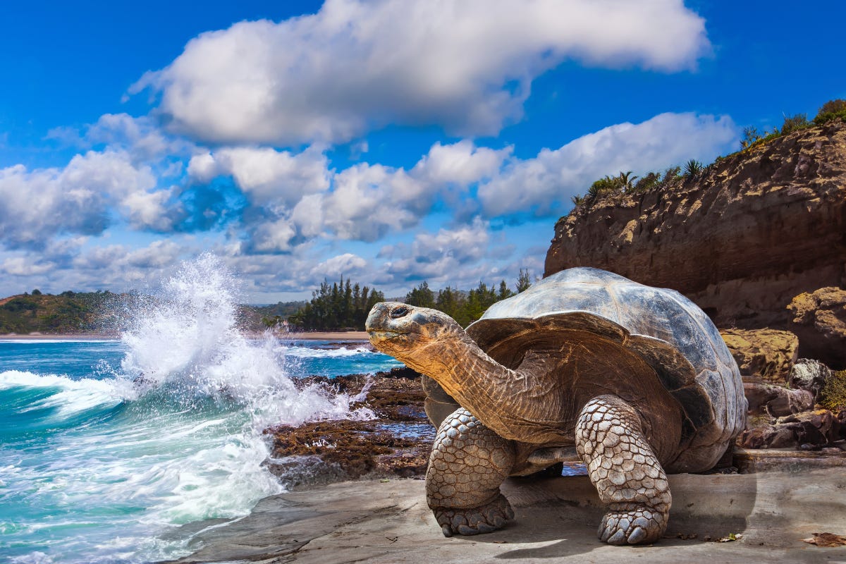 Galápagos cruise up for grabs in National Geographic-Lindblad Expeditions  incentive - Cruise Trade News