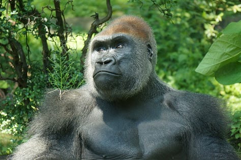 Portraits of a Bronx zoo gorilla