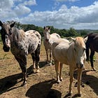 What New Forest residents say needs more attention right now
