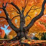 Falling Leaves