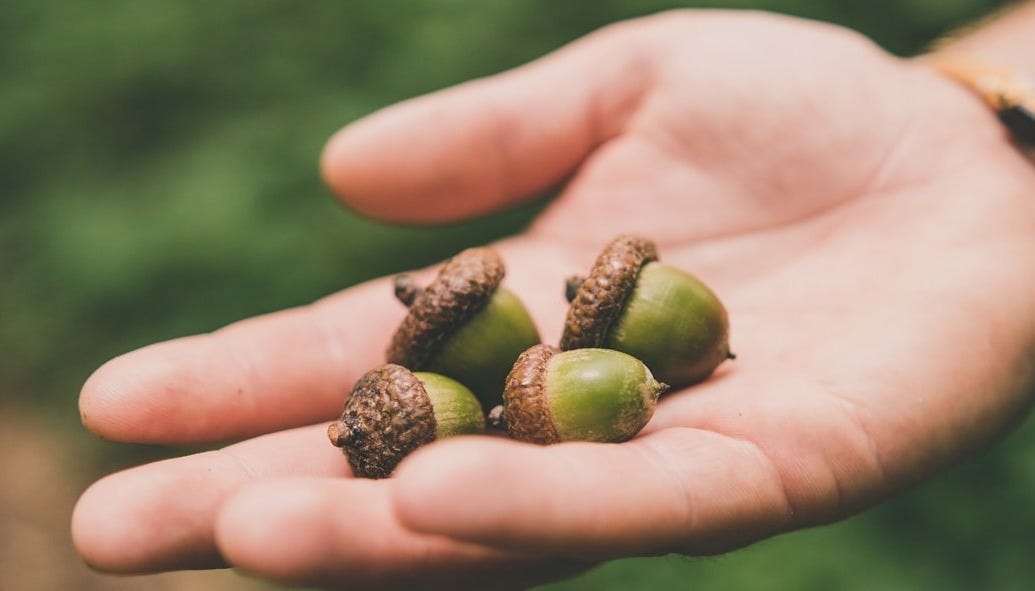 four green acorns on right palm