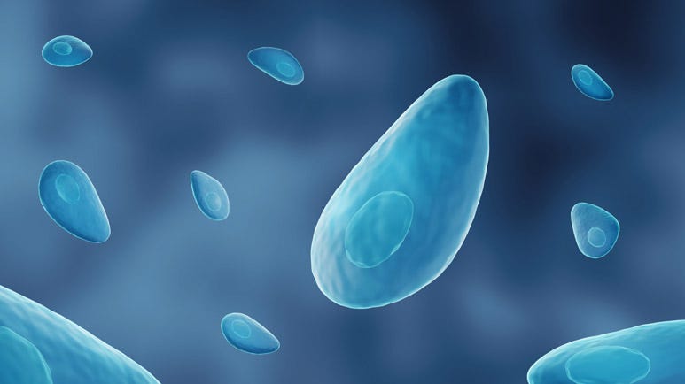 chronic active toxoplasmosis