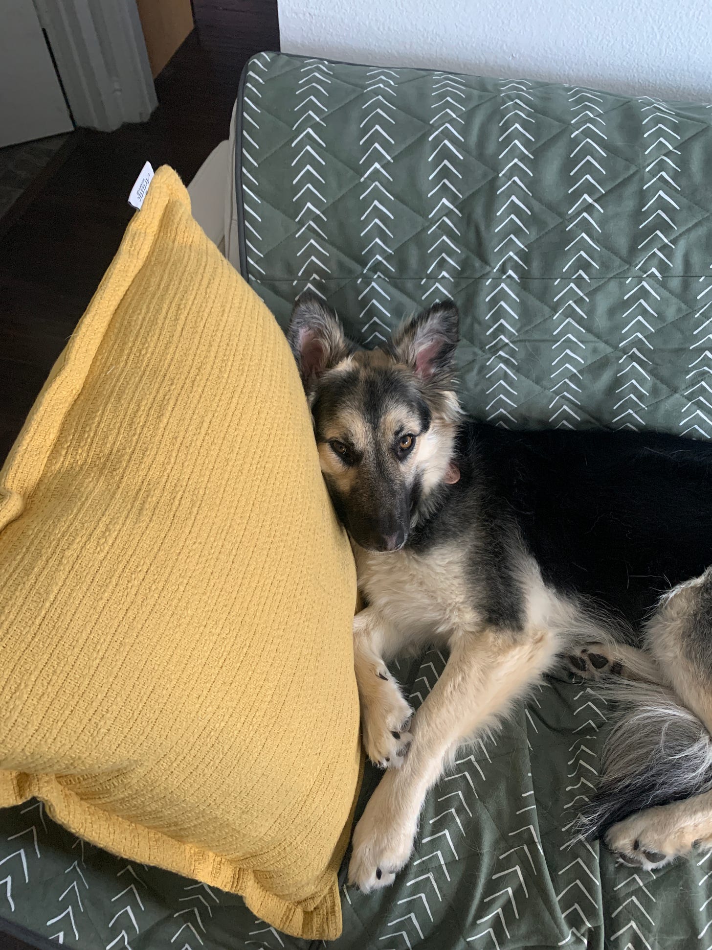 A dog on a couch looking sleepily up at the camera