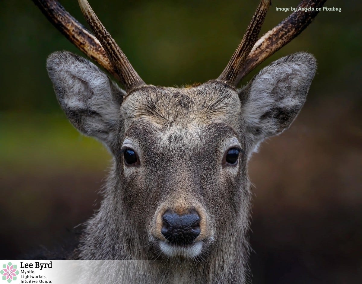 An up close photo of a stag deer