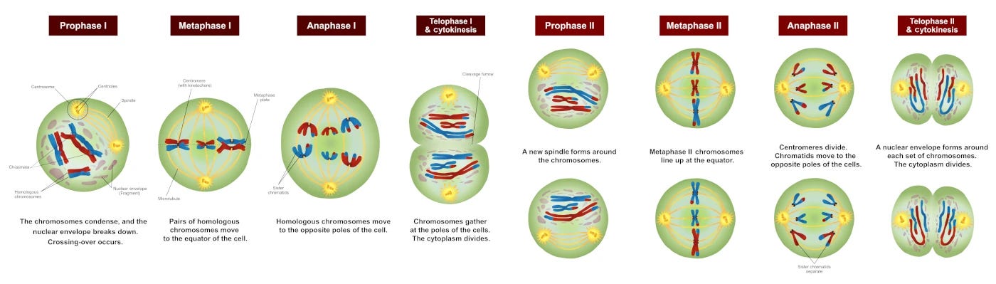 Magnificent (if complex) graphic showing details of meiosis I and meiosis II. Homologous chromosomes are coloured differently, so that crossing over can be shown. Magnificent (if complex) graphic showing details of meiosis I and meiosis II. Homologous chromosomes are coloured differently, so that crossing over can be shown.