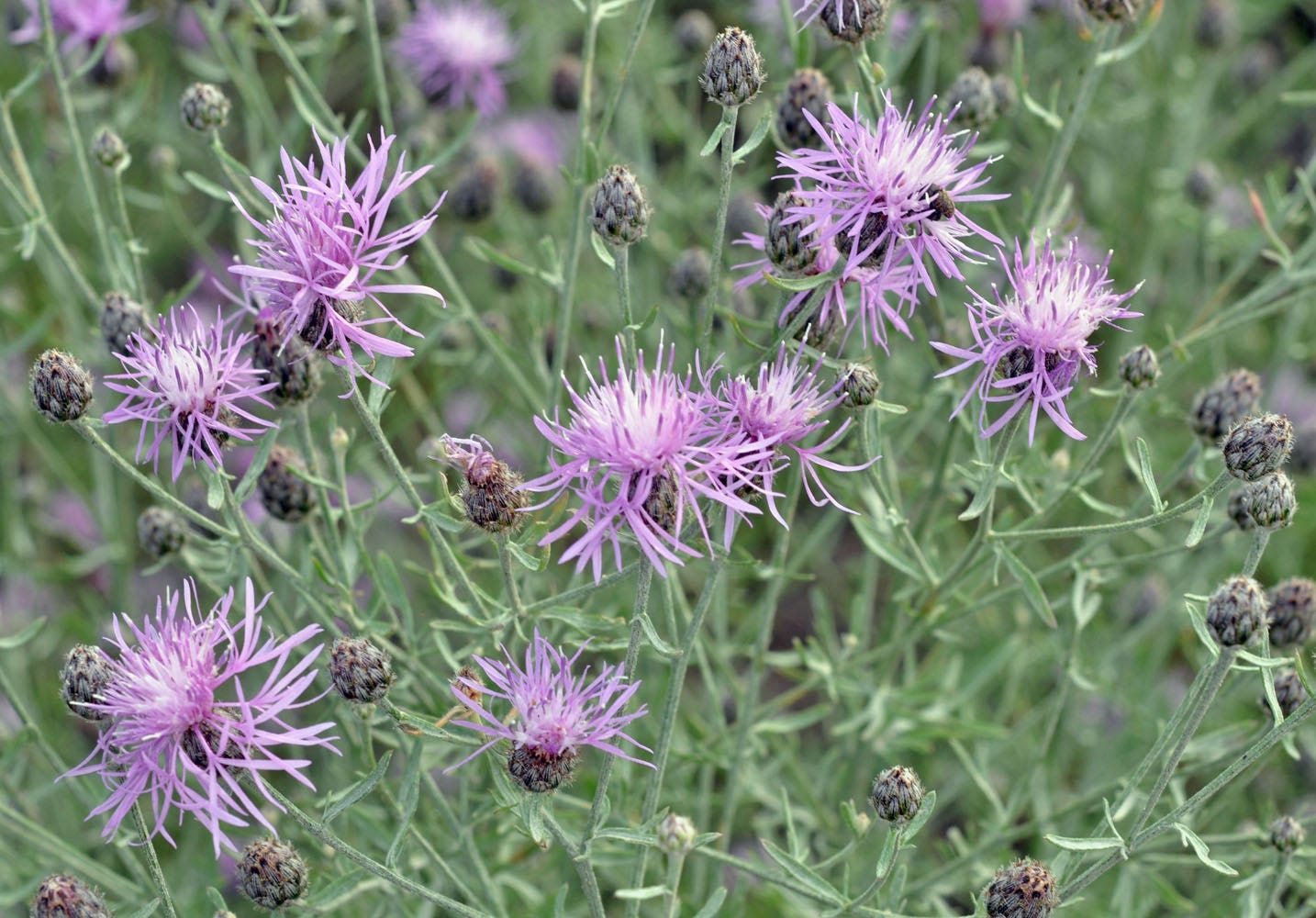 Photo of spotted knapweed