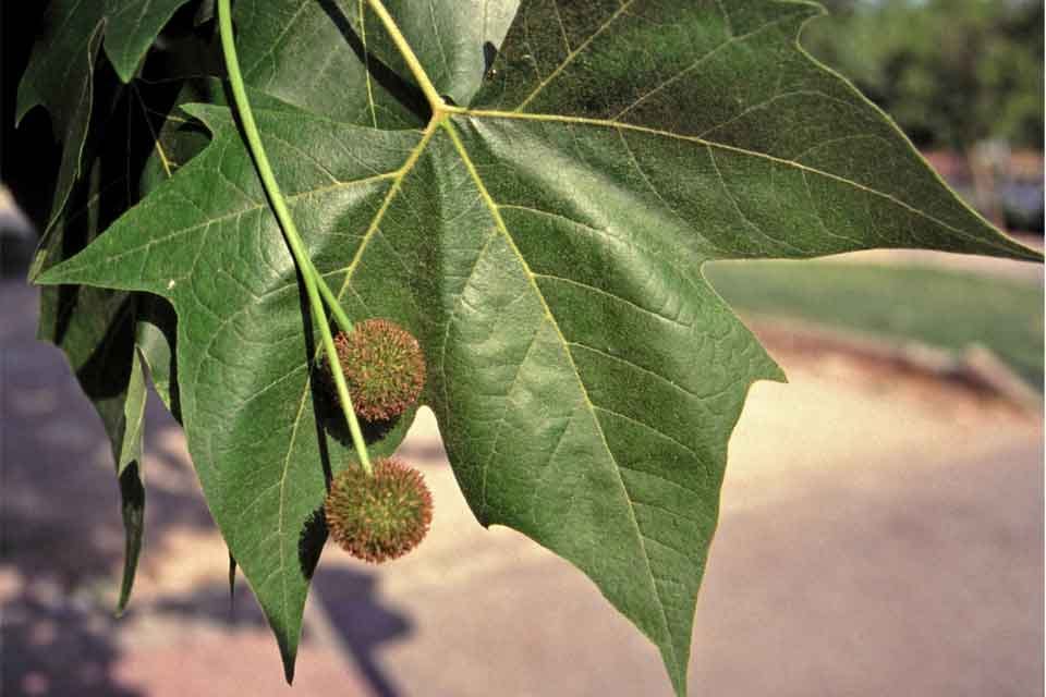 Platanus hispanica - Arbolapp Platanus hispanica - Arbolapp