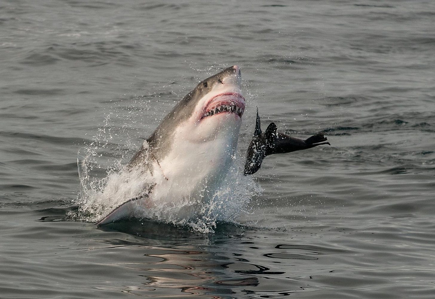 Watch Rare Footage of a Great White Hunting Seals in a Kelp Forest | Smart  News| Smithsonian Magazine