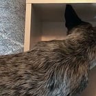 Mental toughness: Our dog box feeding experience