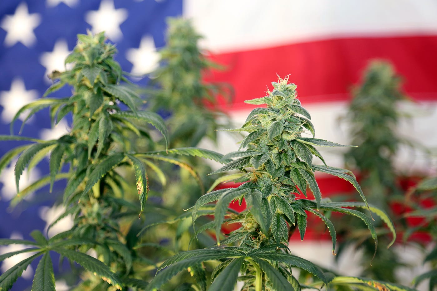 Marijuana Rescheduling | What To Expect | Medical Marijuana Marijuana Rescheduling | What To Expect | Medical Marijuana