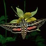 Big Biology