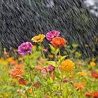 April showers, brings seasonal allergies... Plus FREE lesson!