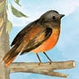 Robin's avatar