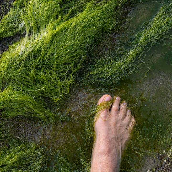 Diptych: On the left, a hand holds a pencil between the fronds of a green fern emerging from the bottom; On the right, a foot walks on hair-like green seaweed.