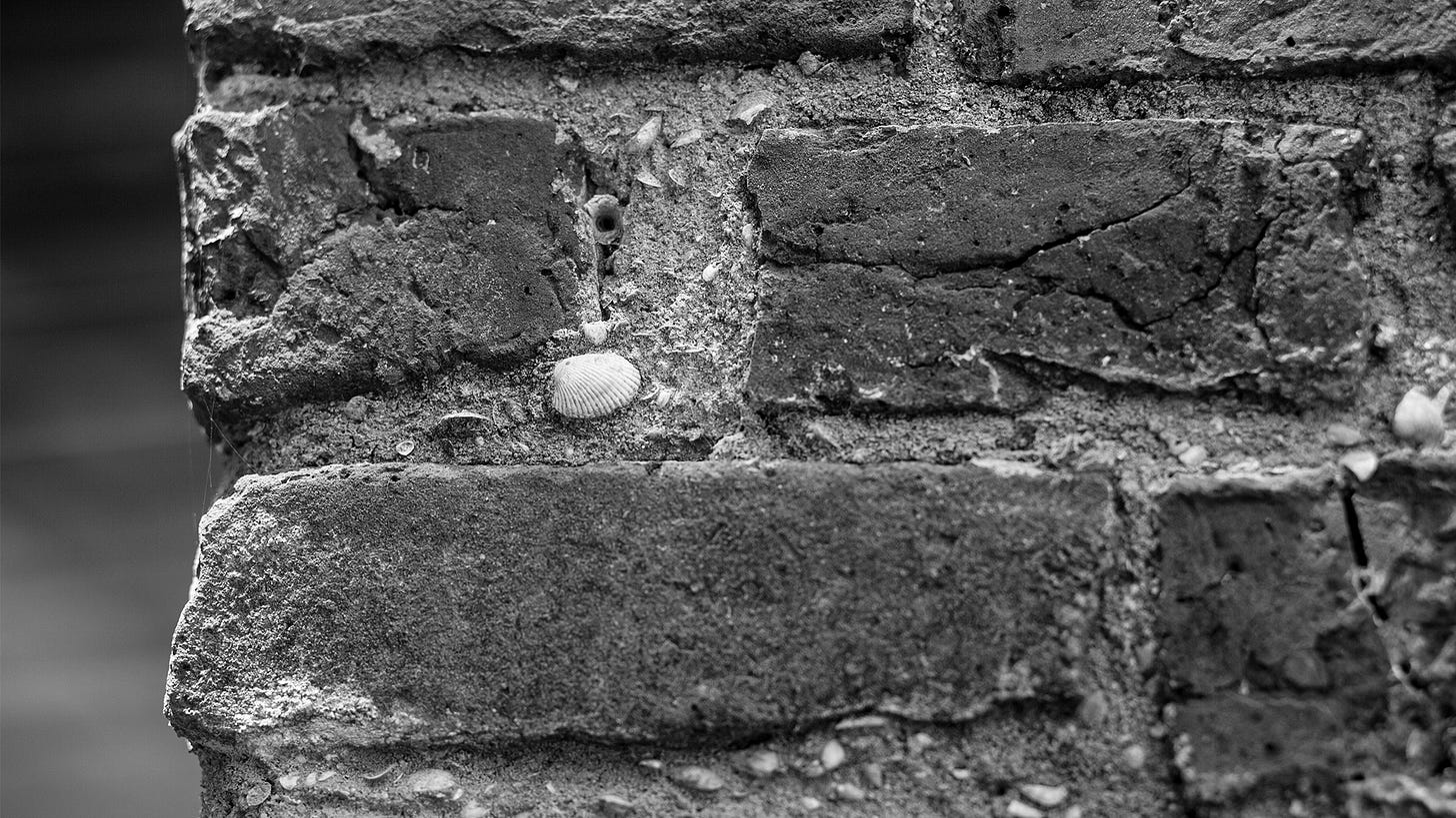 A close up of a brick wall with a sea shell in it A close up of a brick wall with a sea shell in it