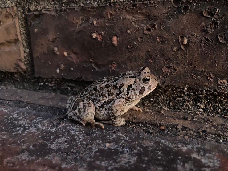 Toad against brick