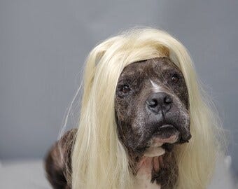 A dog with a brindle coat and white markings, wearing a blonde wig styled with long, straight hair. The dog has a serious expression, facing forward against a plain gray background. A dog with a brindle coat and white markings, wearing a blonde wig styled with long, straight hair. The dog has a serious expression, facing forward against a plain gray background.