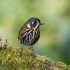 Dealing with sleep deprivation, failing at my nature journaling goals, and encountering soooo many birds