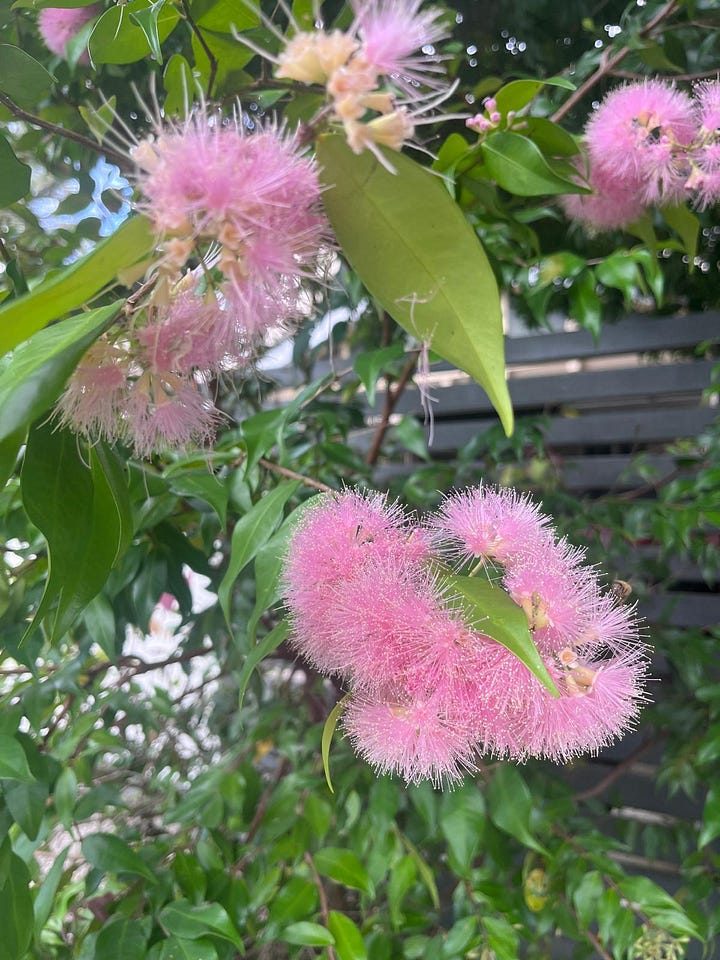 A selection of flowers spotted around Brisbane