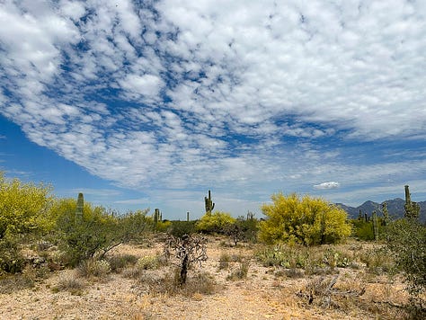 Opuncja, saguaro, kwitnacy saguaro, cholla, heloderma, kwiat saguaro, zbocze