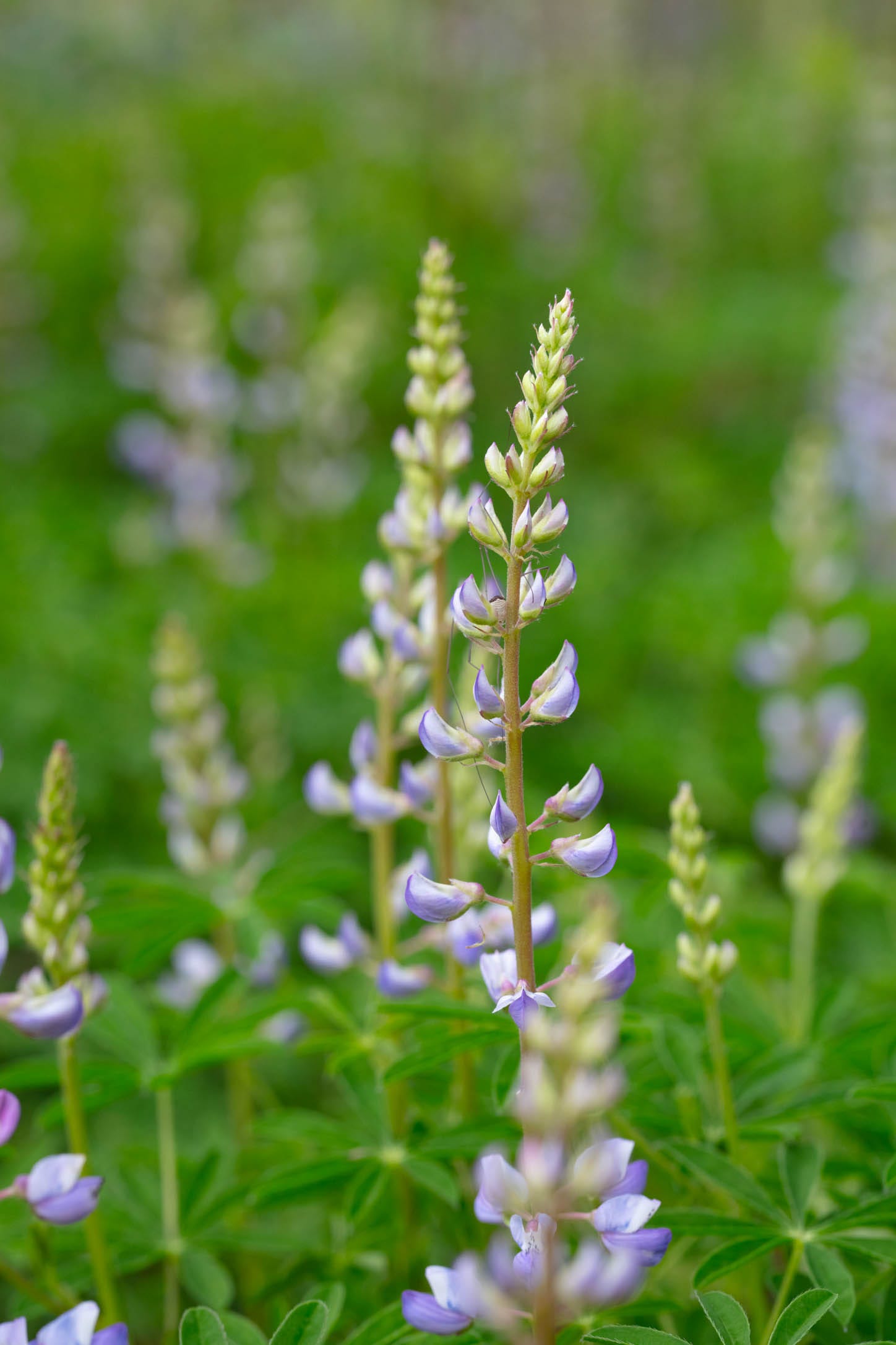 Close-up of sundial lupine flowers. Plants with palmately compound leaves arranged in a round, sundial (ish) shape and columns of purple pea flowers