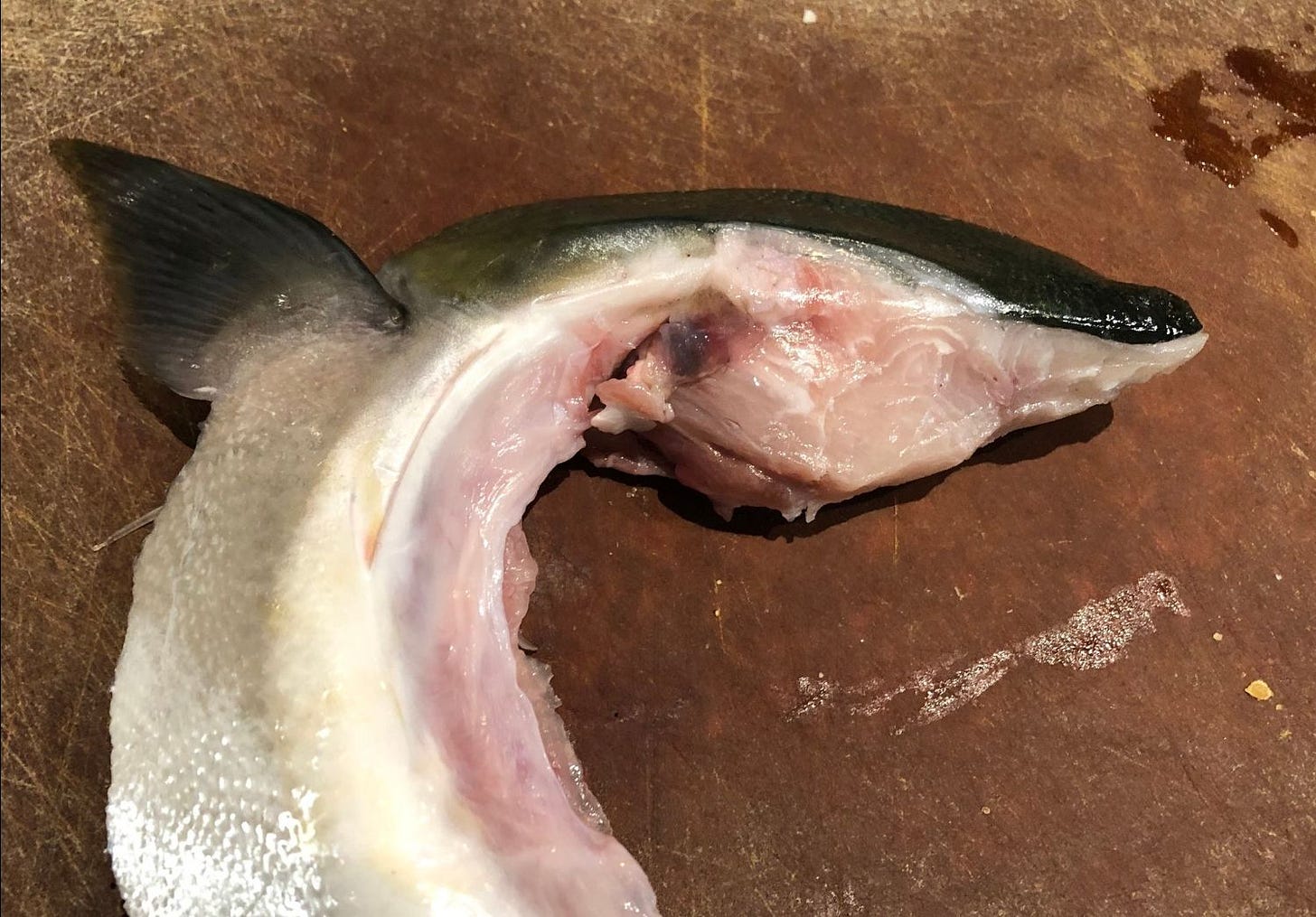 fish-head fish-head