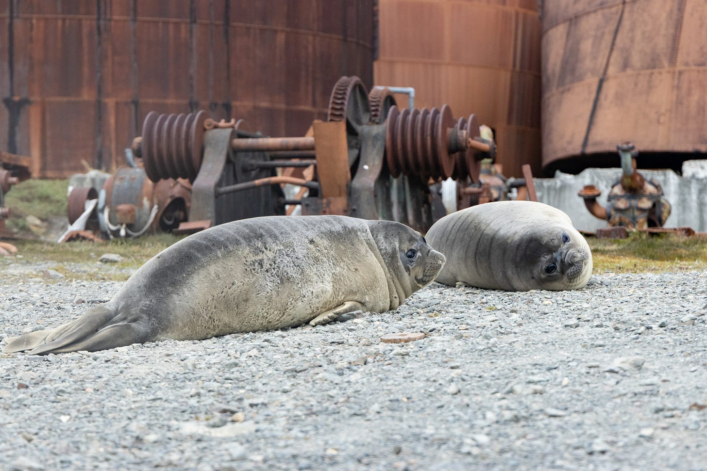 two sausage shaped seals with big eyes sitting in gravel. behind them are large, rusty drums and gears and other rusty miscellaneous whaling equipment.